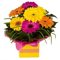 Burnside Florist - Gerbera boxed arrangement